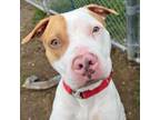 Adopt Benz a Pit Bull Terrier