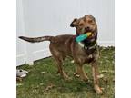 Adopt Bones a Pit Bull Terrier