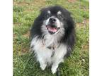 Adopt Ace a Pomeranian