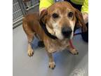 Adopt Archie a Redbone Coonhound, Mixed Breed