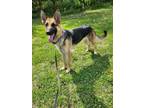 Adopt Hickory a German Shepherd Dog