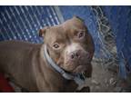 Adopt Doodle a Pit Bull Terrier
