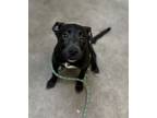 Adopt Loki Yonkers a Labrador Retriever, Mixed Breed