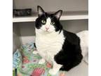 Adopt Mikey a Domestic Short Hair