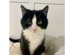 Adopt Turnip a Domestic Short Hair