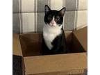 Adopt Kevin a Domestic Short Hair