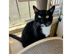 Adopt Amrik a Domestic Short Hair