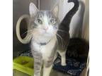 Adopt Rocket a Domestic Short Hair