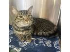 Adopt Leo a Domestic Short Hair