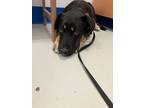 Adopt Gus a Black Labrador Retriever