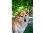 Adopt Turkey a Golden Retriever, Mixed Breed