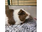 Adopt Freddy a Guinea Pig