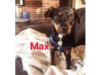 Adopt Max a Rat Terrier