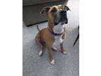 Adopt Apollo a American Staffordshire Terrier, Mixed Breed