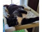 Adopt Bandit a Domestic Short Hair