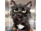 Adopt Coffee - Adoption Fee Paid! a Domestic Long Hair