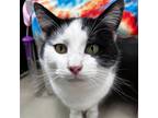 Adopt Pluto a Domestic Short Hair