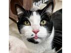 Adopt Oreo a Domestic Short Hair