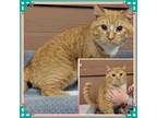 Adopt CHEDDAR BOB SCOOBERT a Domestic Short Hair