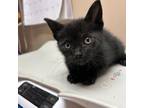 Adopt Panther a Domestic Short Hair