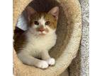 Adopt Gooba a Domestic Short Hair