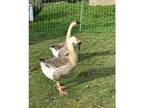 Adopt Waddles and Bubbles a Goose