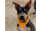 Adopt Candy Pup - Toblerone a Pit Bull Terrier, Shepherd