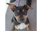 Adopt Candy Pup - Toblerone a Pit Bull Terrier, Shepherd