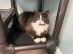 Adopt Henry a Domestic Long Hair