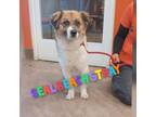 Adopt Tomfoolery a Spaniel, Australian Shepherd