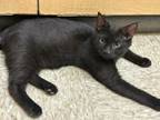 Adopt Asher a Domestic Short Hair