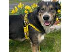 Adopt Apollo a Australian Shepherd