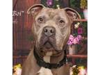 Adopt Baby Boi a Pit Bull Terrier