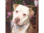 Adopt Jimmy a Pit Bull Terrier