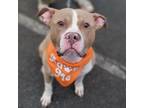 Adopt Blaze a Pit Bull Terrier