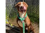 Adopt Charlie Hustle a Pit Bull Terrier