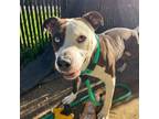 Adopt Nolo a Pit Bull Terrier