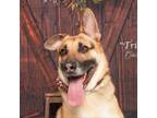 Adopt Triton a Shepherd