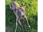 Adopt Blue Chip a Mixed Breed