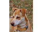 Adopt Wyatt a Husky, Labrador Retriever