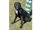 Adopt LUCKY (23D-0014) a Labrador Retriever