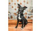 Adopt Boone a Mixed Breed