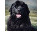 Adopt Freddy a Newfoundland Dog