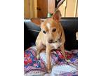 Adopt Newt and Buster a Basenji