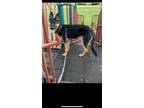 Adopt Rocky a German Shepherd Dog