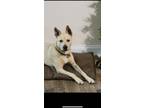 Adopt Cider a Carolina Dog