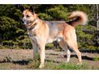 Adopt Toby a German Shepherd Dog, Mixed Breed