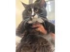 Adopt Albie a Domestic Short Hair