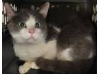 Adopt Jack a American Shorthair