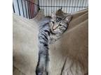 Adopt Tam a Domestic Short Hair